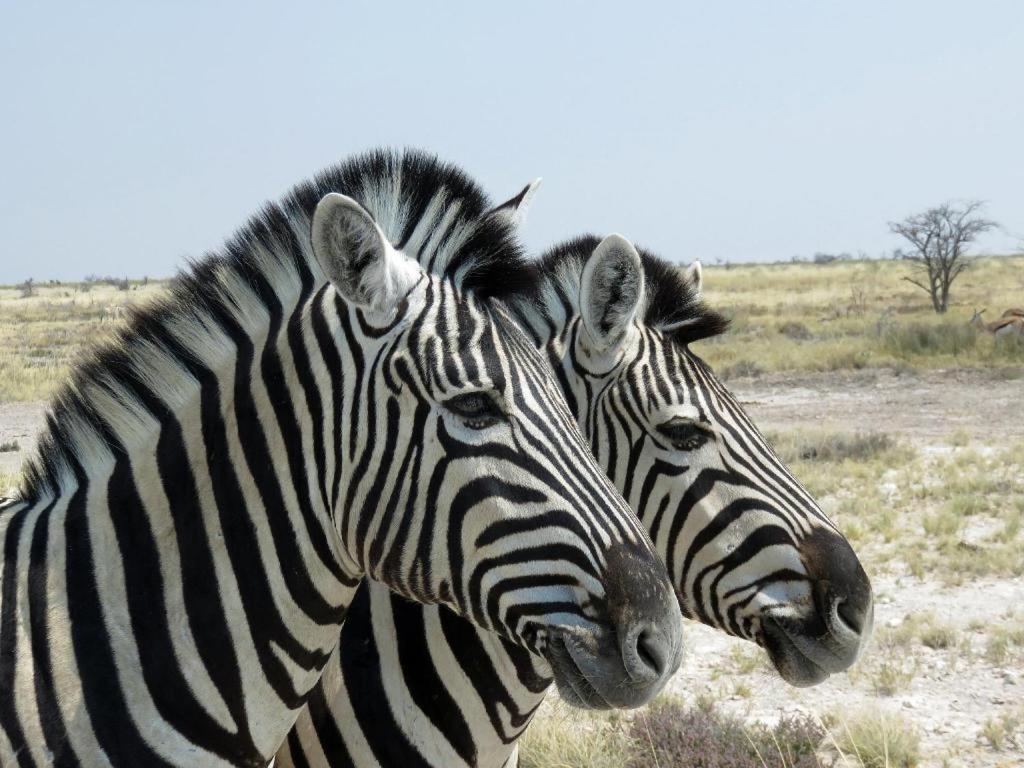 Hotel Etosha Safari Camp, Etosha National Park, Namibia Okaukuejo Exterior foto