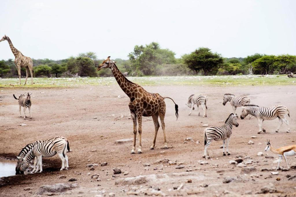 Hotel Etosha Safari Camp, Etosha National Park, Namibia Okaukuejo Exterior foto